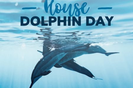 dolphin-house-tour-0