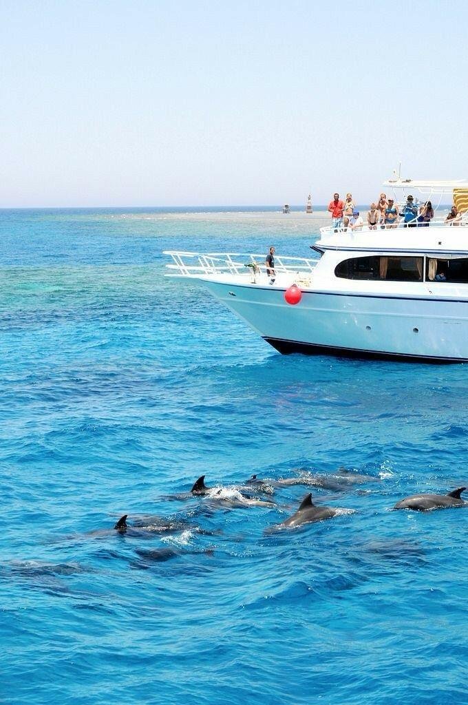 Hurghada Dolphin House Tour   Best Red Sea Snorkeling & Dolphin Watching