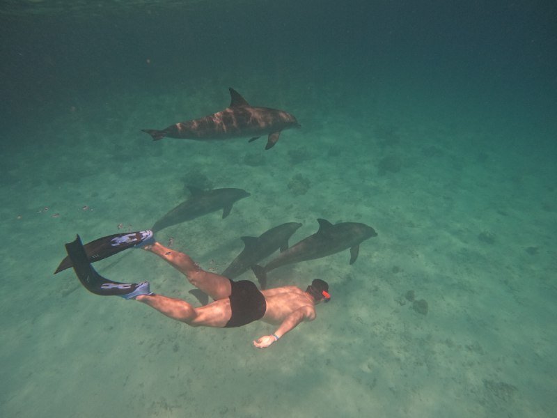 ‏Stop 2 – Dolphin House