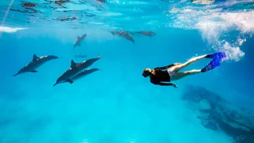 Dolphin House Hurghada