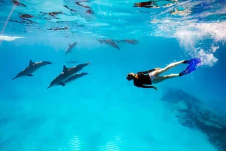 Dolphin House Hurghada