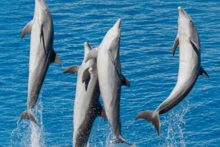 Private Dolphin House Trip, Full Day