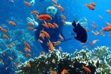 The best diving trips