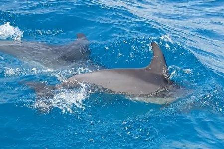 Private Dolphin House Trip, Full Day